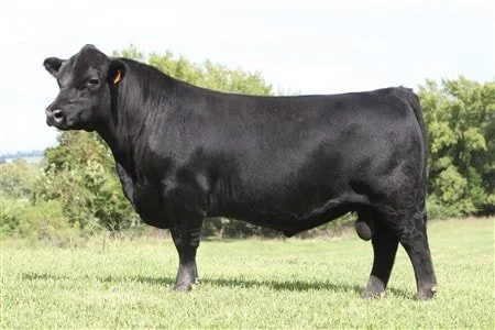 American Aberdeen Bull