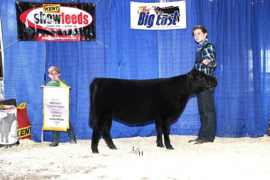 Proving Success of Aberdeen Cattle