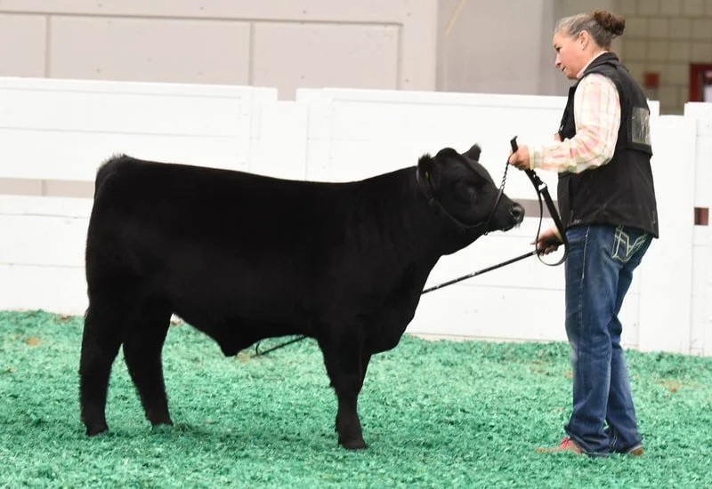 Proving Success of Aberdeen Cattle