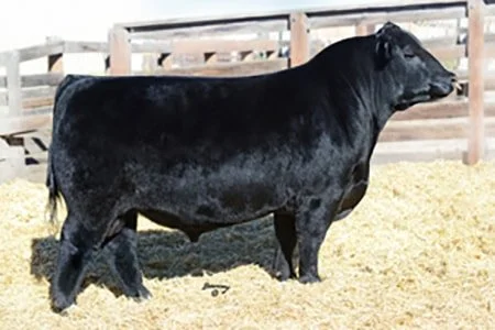 American Aberdeen Bull