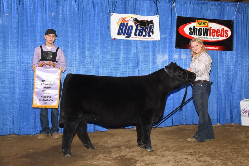 Proving Success of Aberdeen Cattle