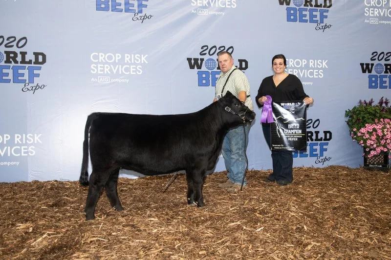 Proving Success of Aberdeen Cattle