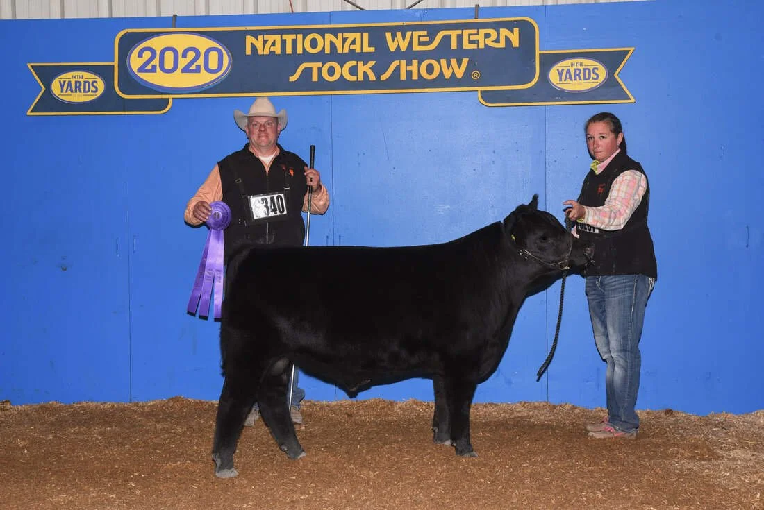 Proving Success of Aberdeen Cattle