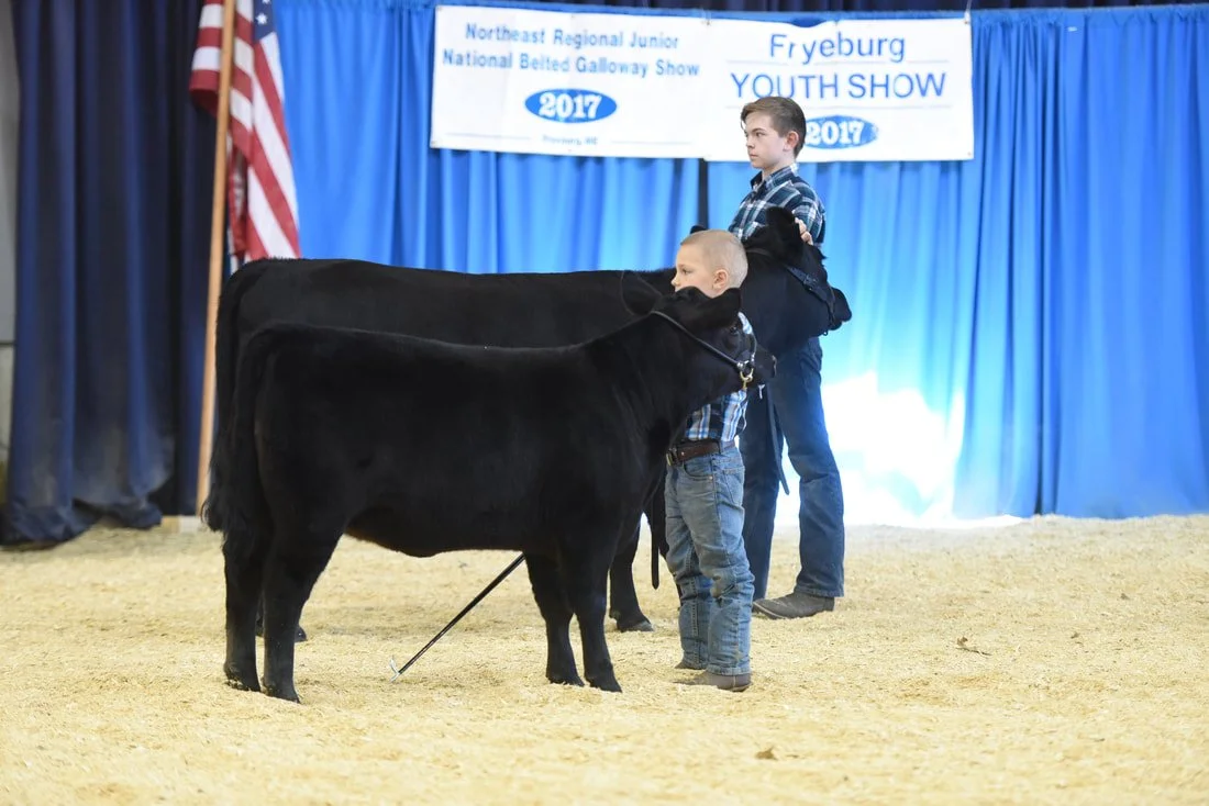 Proving Success of Aberdeen Cattle