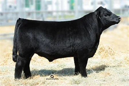 American Aberdeen Bull