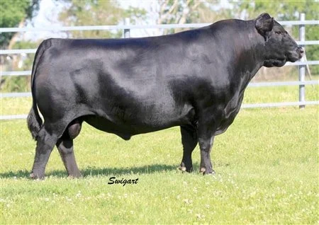 American Aberdeen Bull