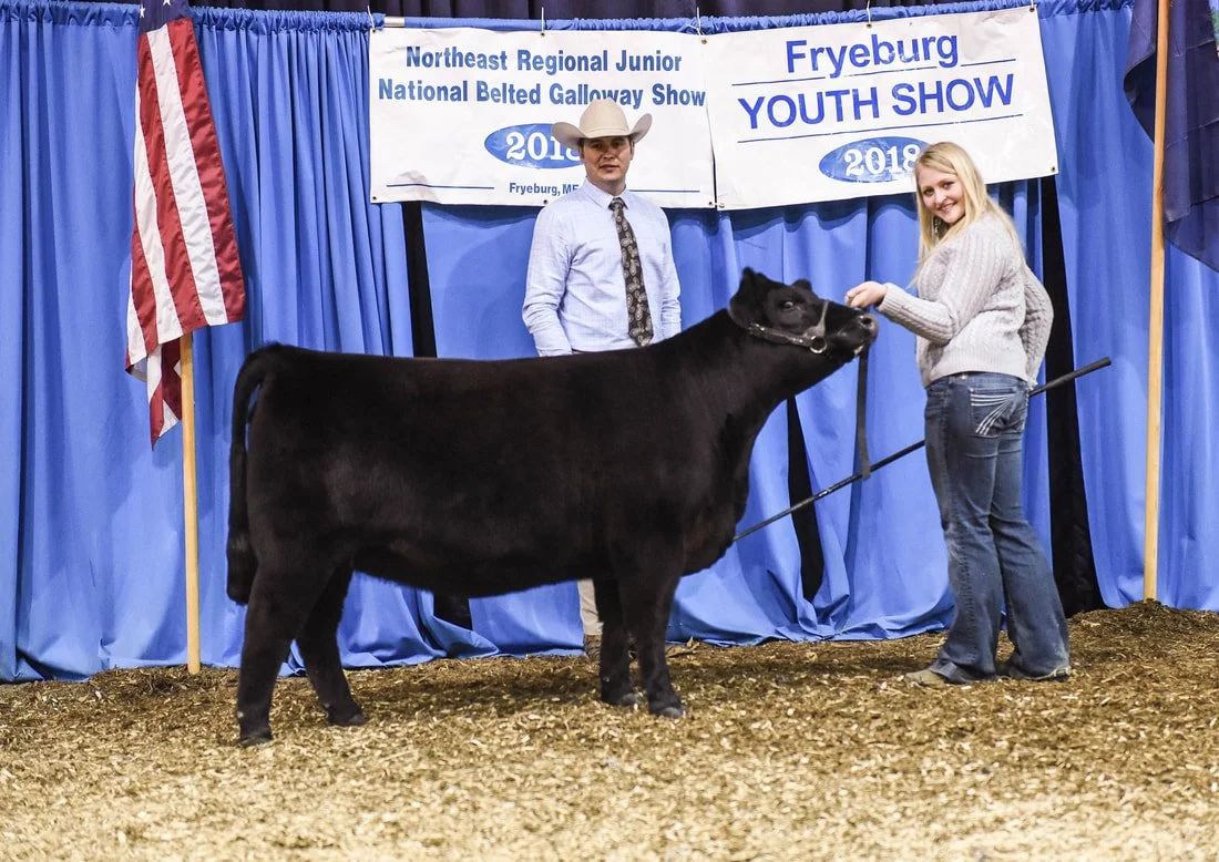 Proving Success of Aberdeen Cattle