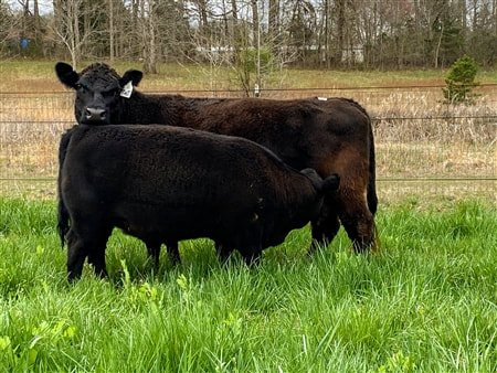 Recent Calves Sales