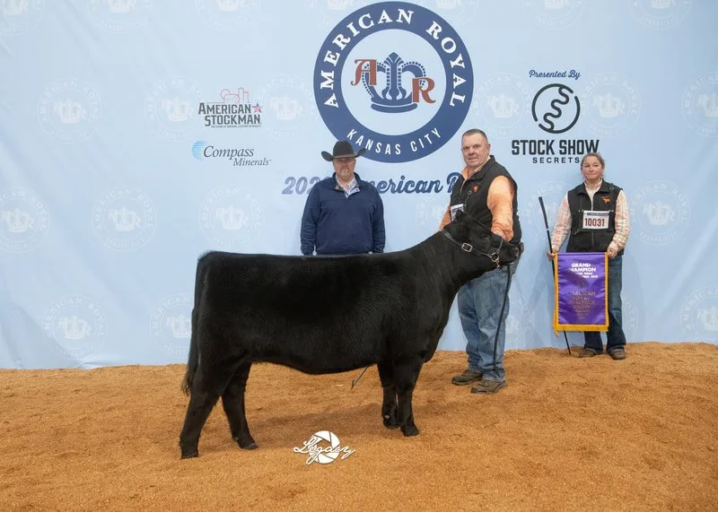 Proving Success of Aberdeen Cattle