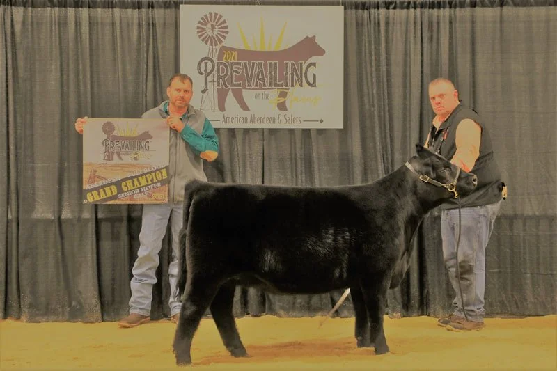 Proving Success of Aberdeen Cattle