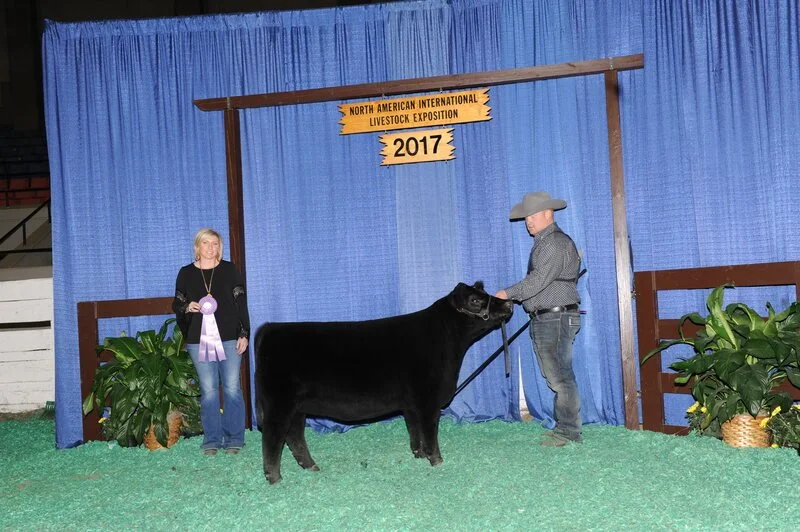 Proving Success of Aberdeen Cattle