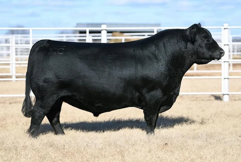 American Aberdeen Bull