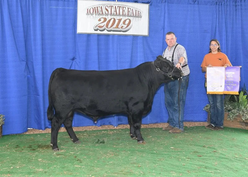 Proving Success of Aberdeen Cattle