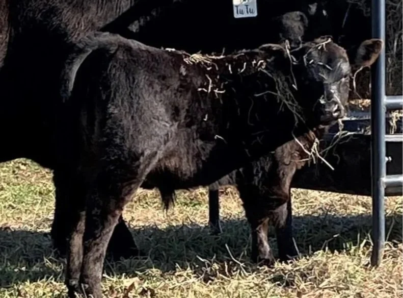 Recent Calves Sales