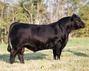 American Aberdeen Bull