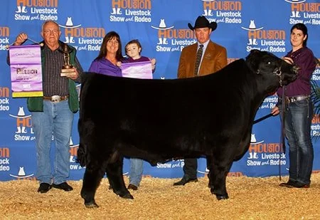 American Aberdeen Bull