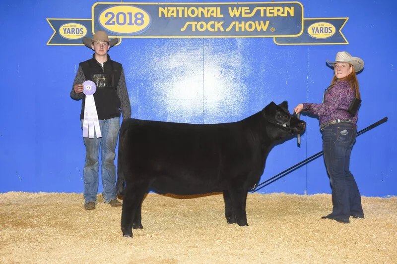 Proving Success of Aberdeen Cattle