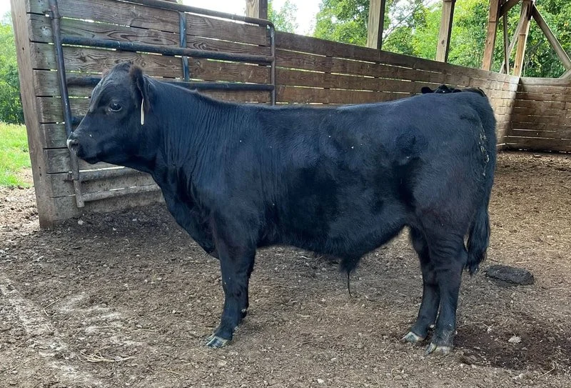 Recent Calves Sales