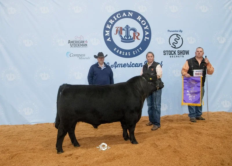 Proving Success of Aberdeen Cattle