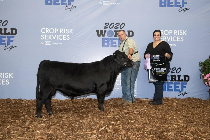 Proving Success of Aberdeen Cattle
