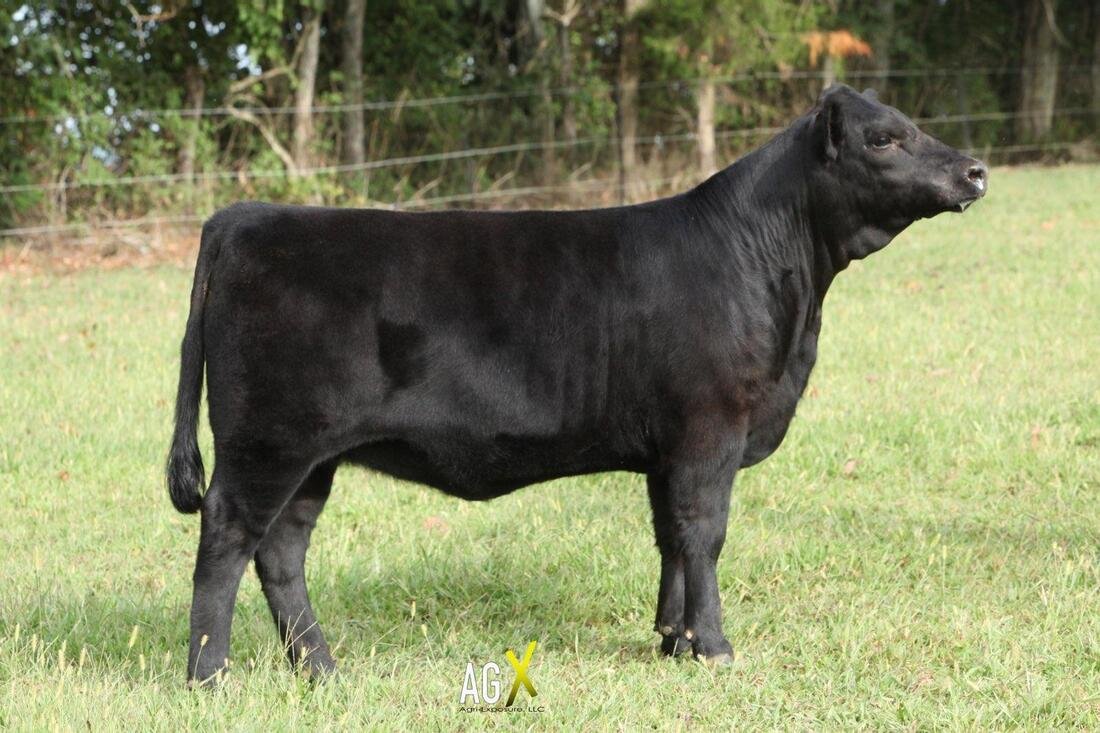 Proving Success of Aberdeen Cattle