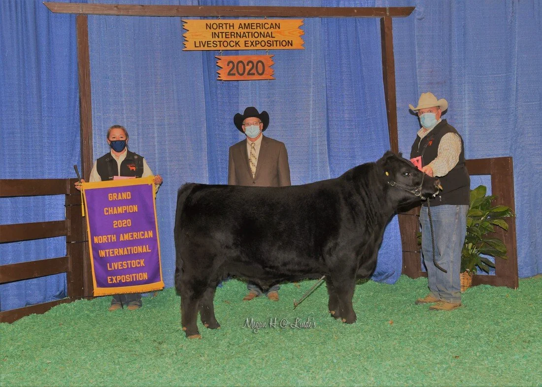 Proving Success of Aberdeen Cattle