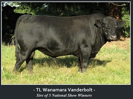 American Aberdeen Bull
