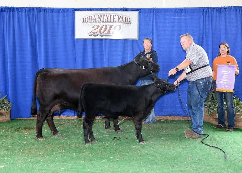 Proving Success of Aberdeen Cattle