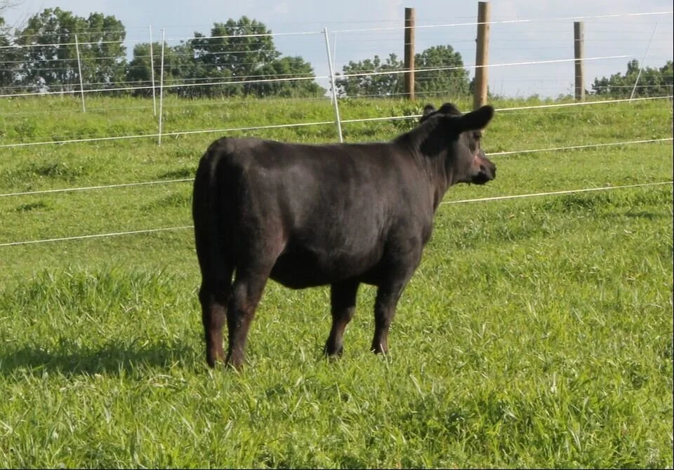 Recent Calves Sales