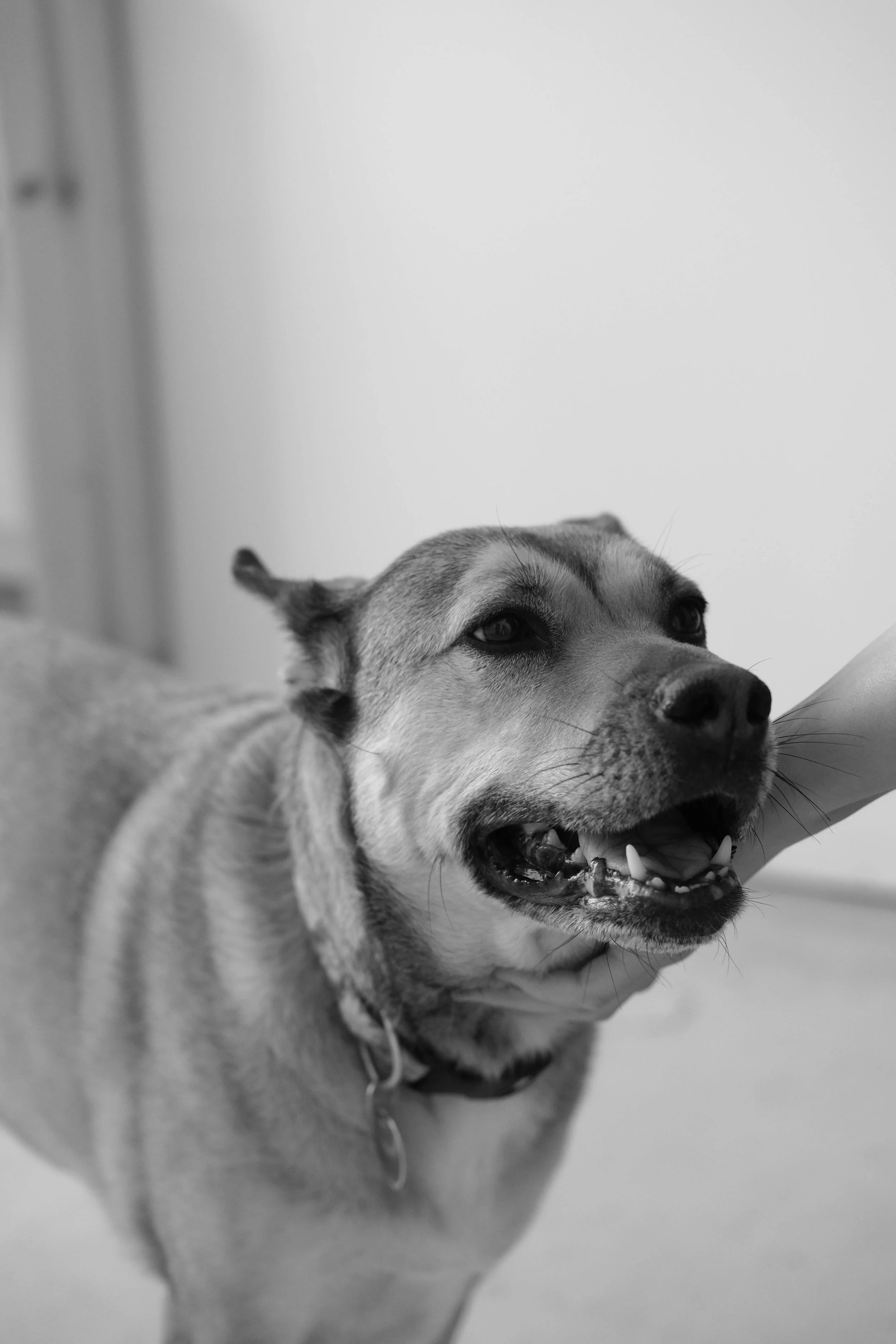 Black and white photo of a happy dog lying down with its head resting on the floor, smiling with its mouth open and showing teeth.