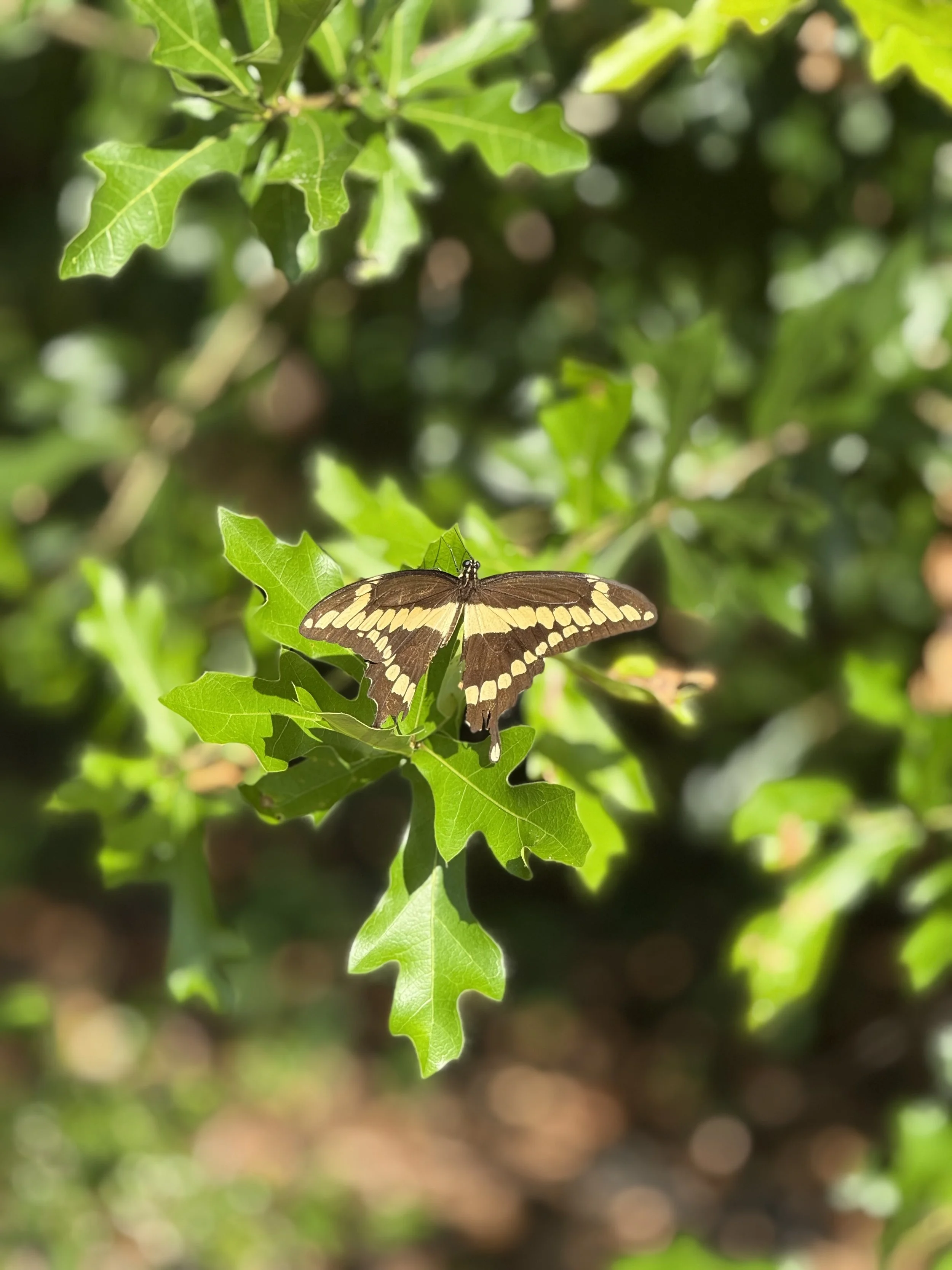 A butterfly with brown and yellow markings resting on a green holly leaf amidst other holly leaves and branches.