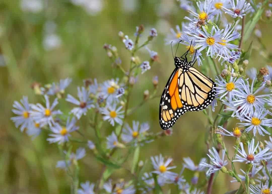 A Monarch butterfly perched on purple wildflowers with yellow centers in a grassy field.