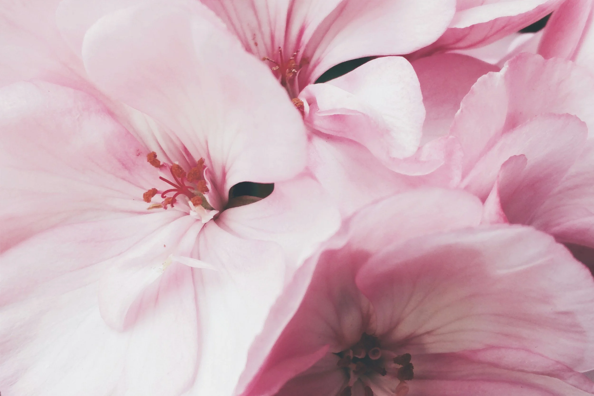 Close-up of light pink flower petals with visible stamens and dark center.