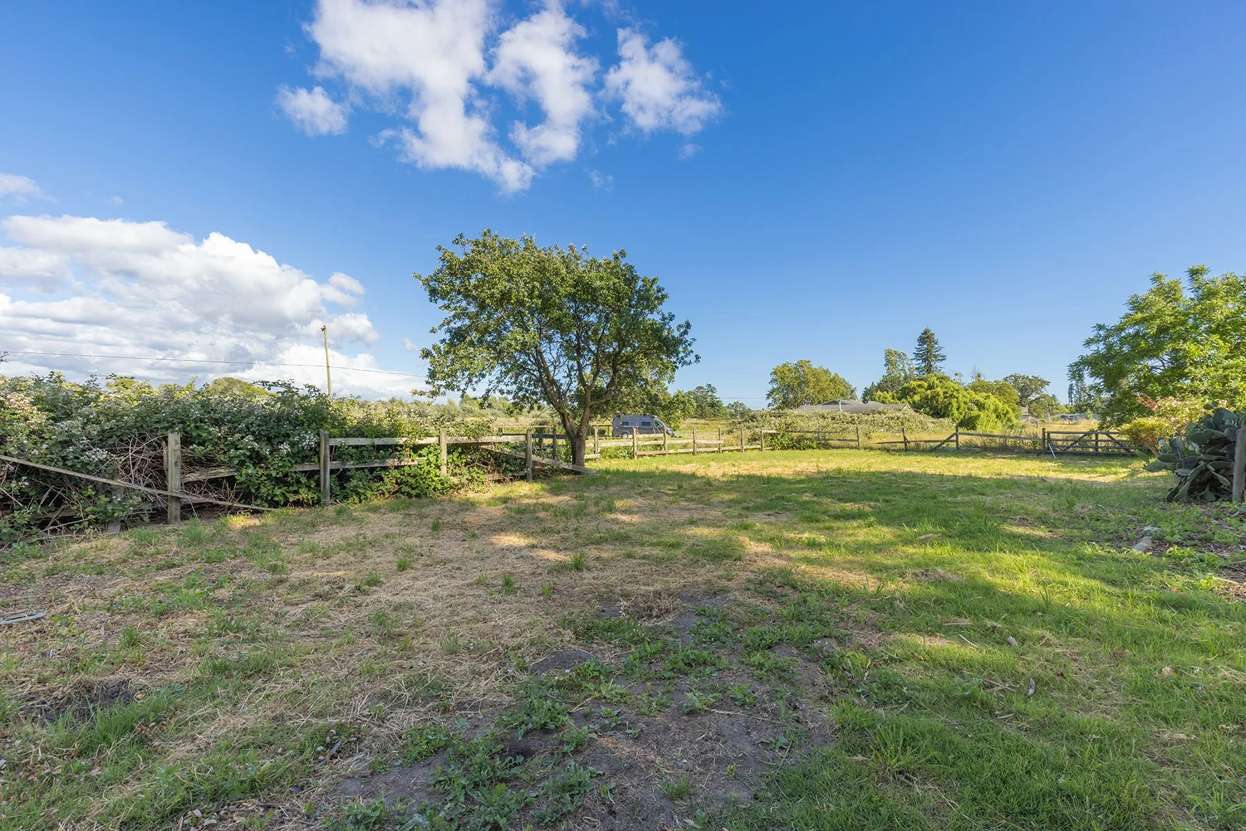 A sunny rural landscape with a grassy yard, a central tree, a wooden fence, bushes, and a few houses in the background under a blue sky with clouds.