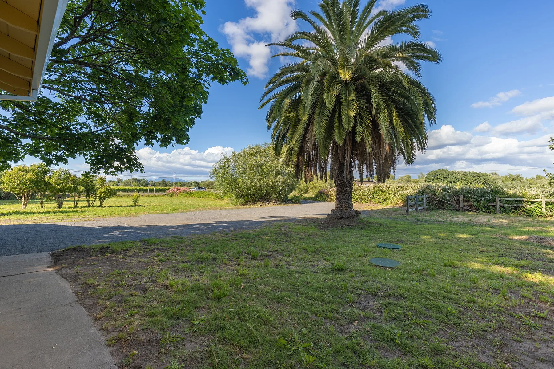 A large palm tree in a grassy area with a paved pathway, surrounded by other greenery under a bright blue sky with scattered clouds.