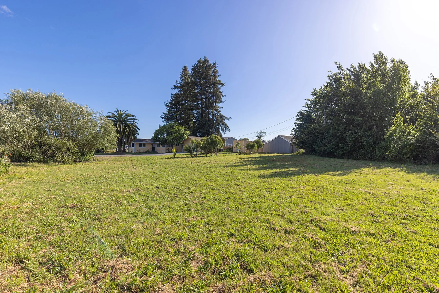 A grassy yard with trees and a house in the background under a clear blue sky.
