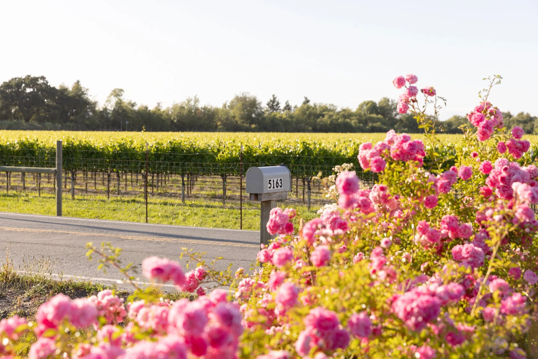 A rural scene with pink flowers in the foreground, a road, a mailbox labeled 5163, and a vineyard in the background under a clear sky.