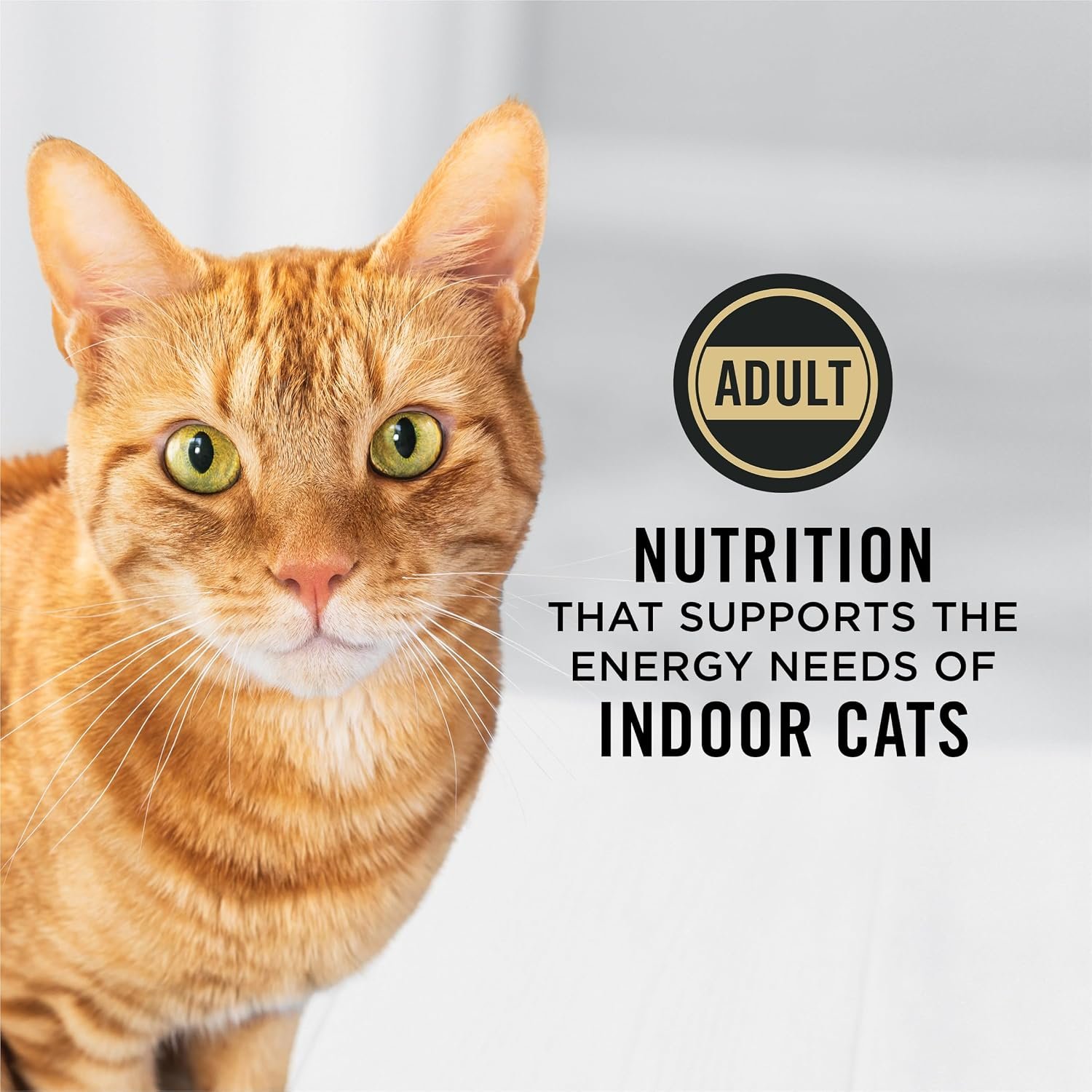 purina 2.jpg