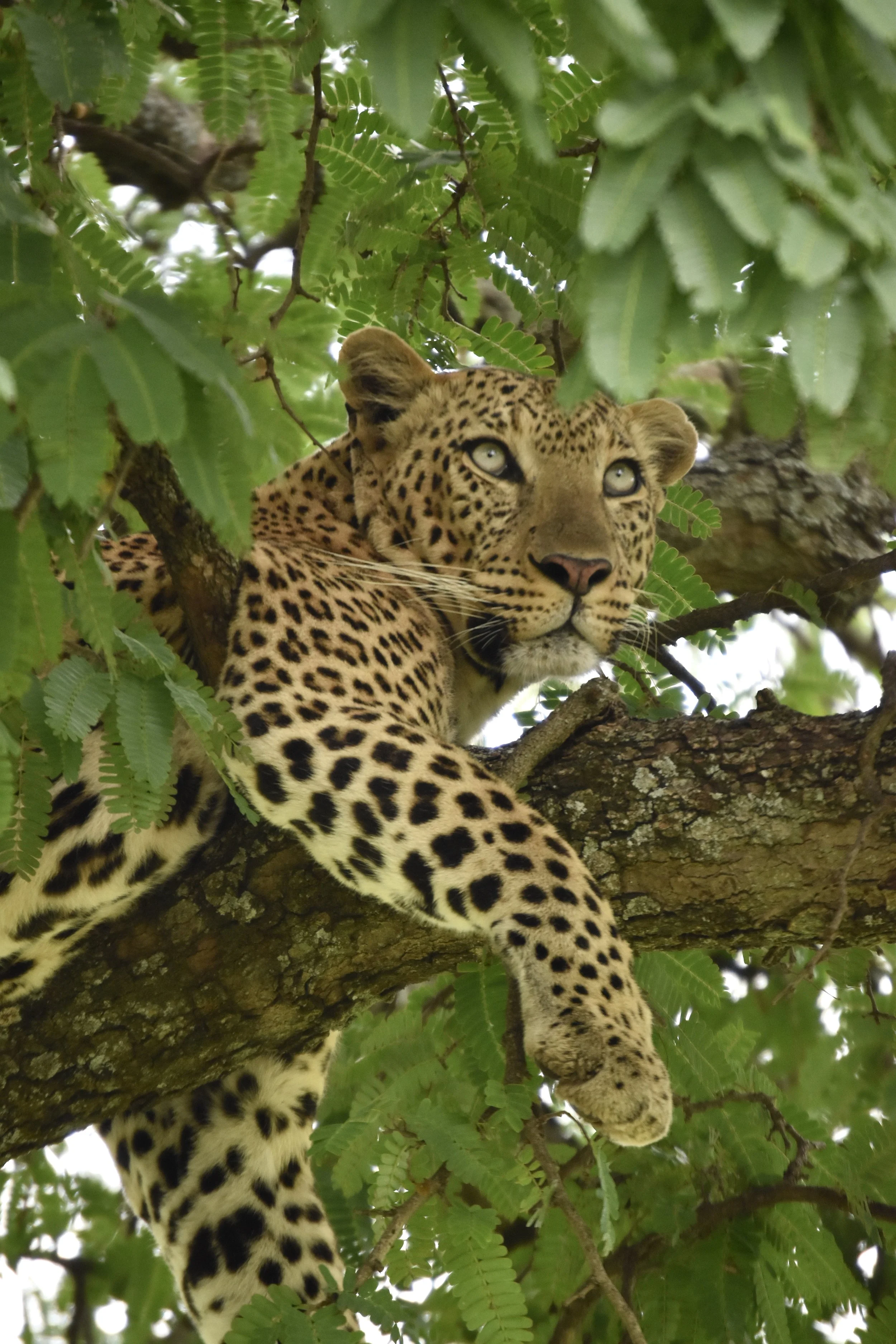 A jaguar perched in a tree branch surrounded by green leaves.