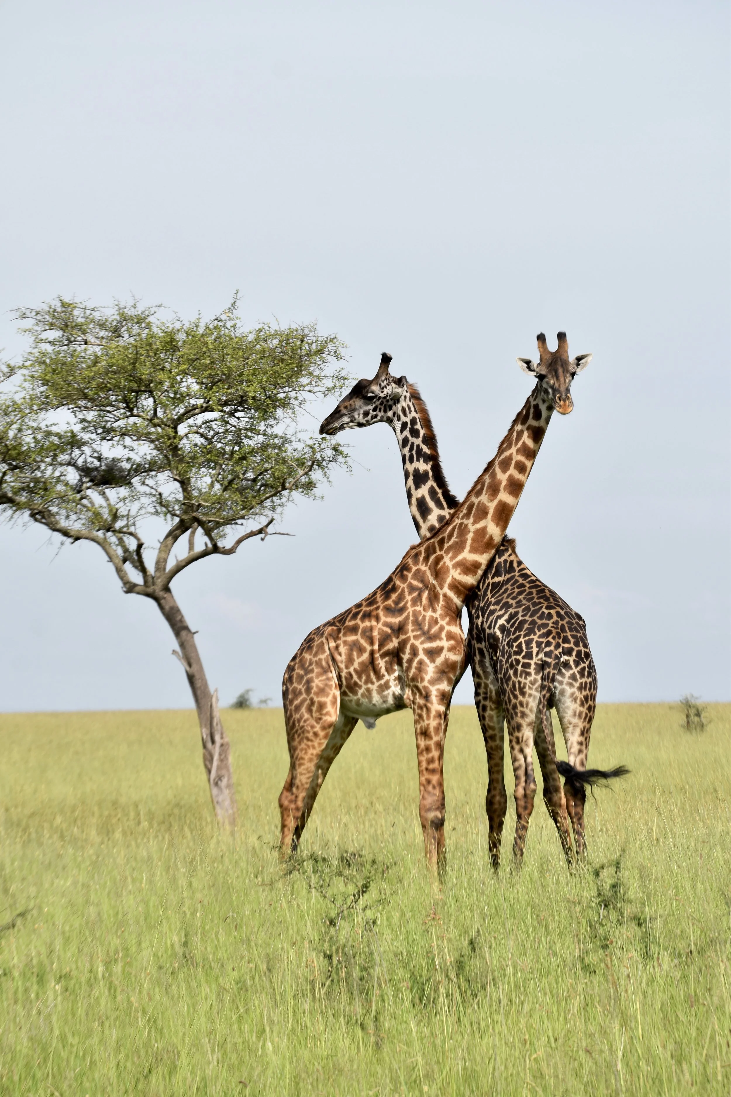 Two giraffes standing on grassy plains near a leafless tree with an overcast sky in the background from a safari at Singita in Tanzania
