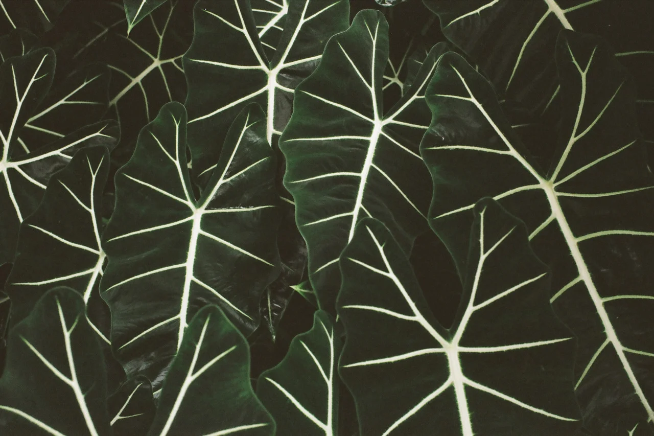 tumblr_nhc3lwy1vp1qemtsko1_1280.jpg