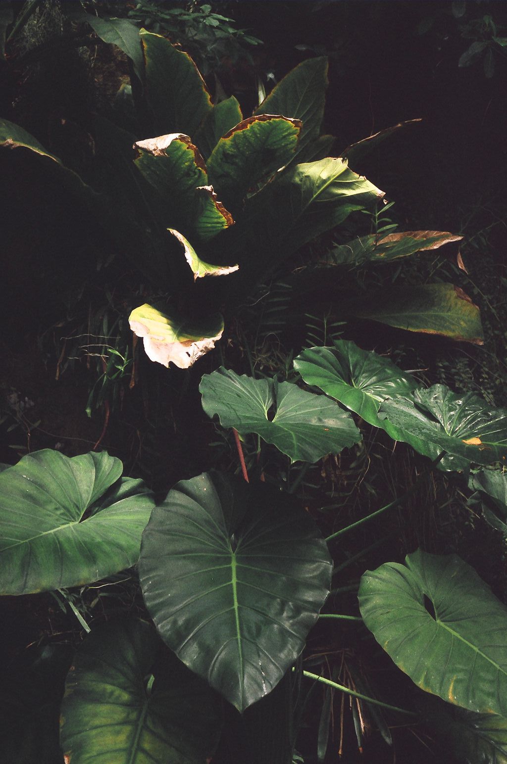 tumblr_mmw5hazYsO1s3tnoao1_1280.jpg