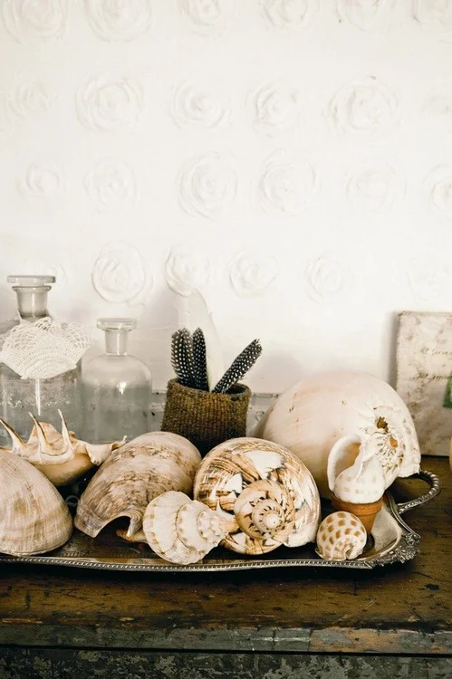 foxontherun:

(via shells | {a room of my own})