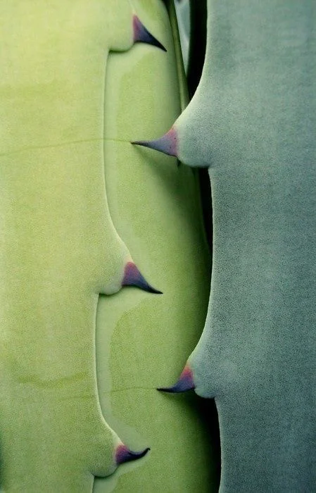 Invite (via Pin by Kelly Wearstler on Succulents | Pinterest)