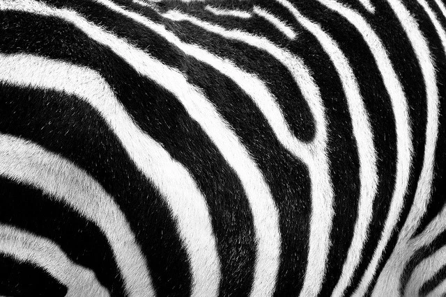 lusheau:

perfea:

zebra

oh no i thought that was a cow 