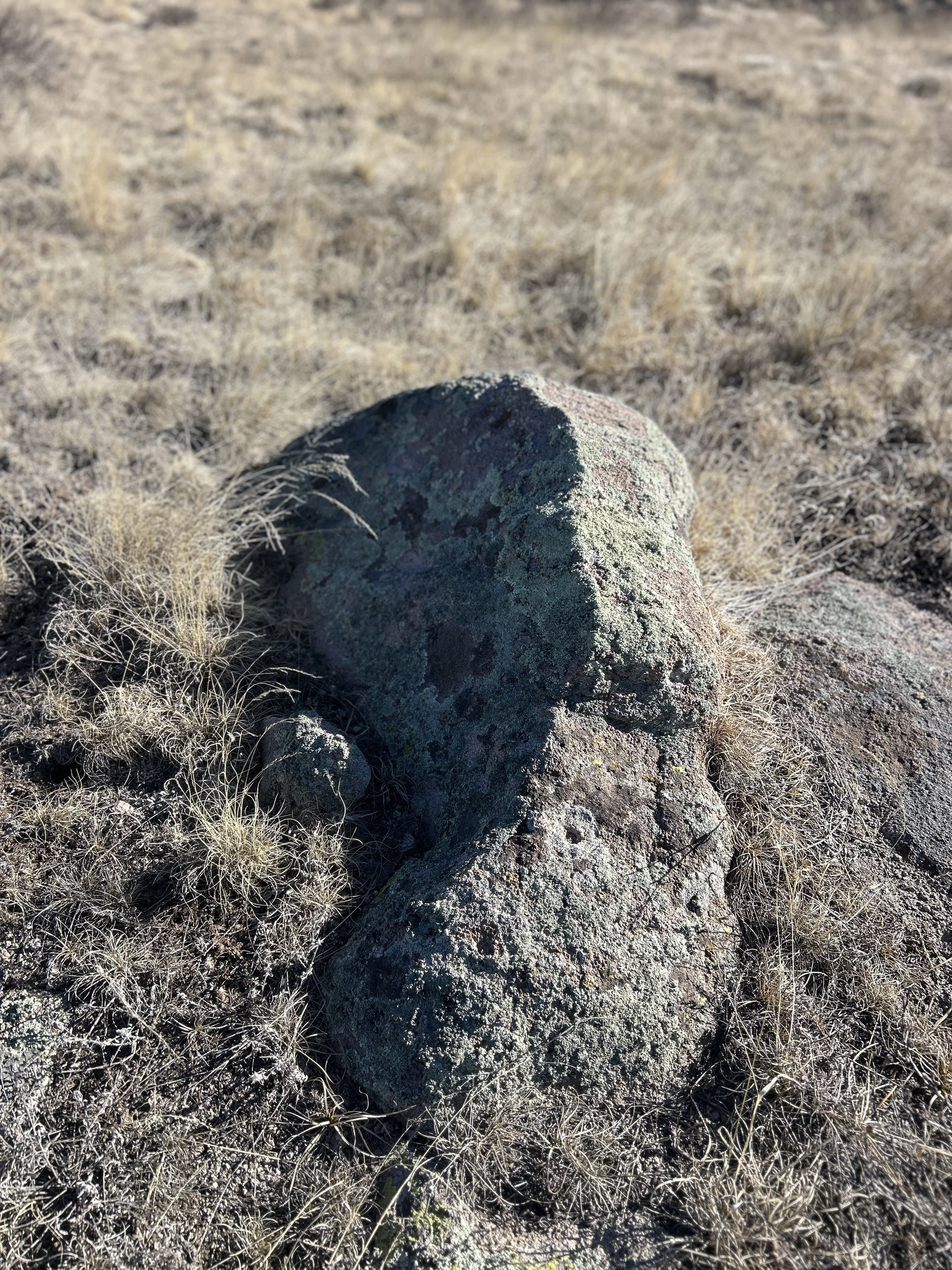 Close-up of a large rock with moss and lichen on it, surrounded by dry grass in a sandy or desert environment.