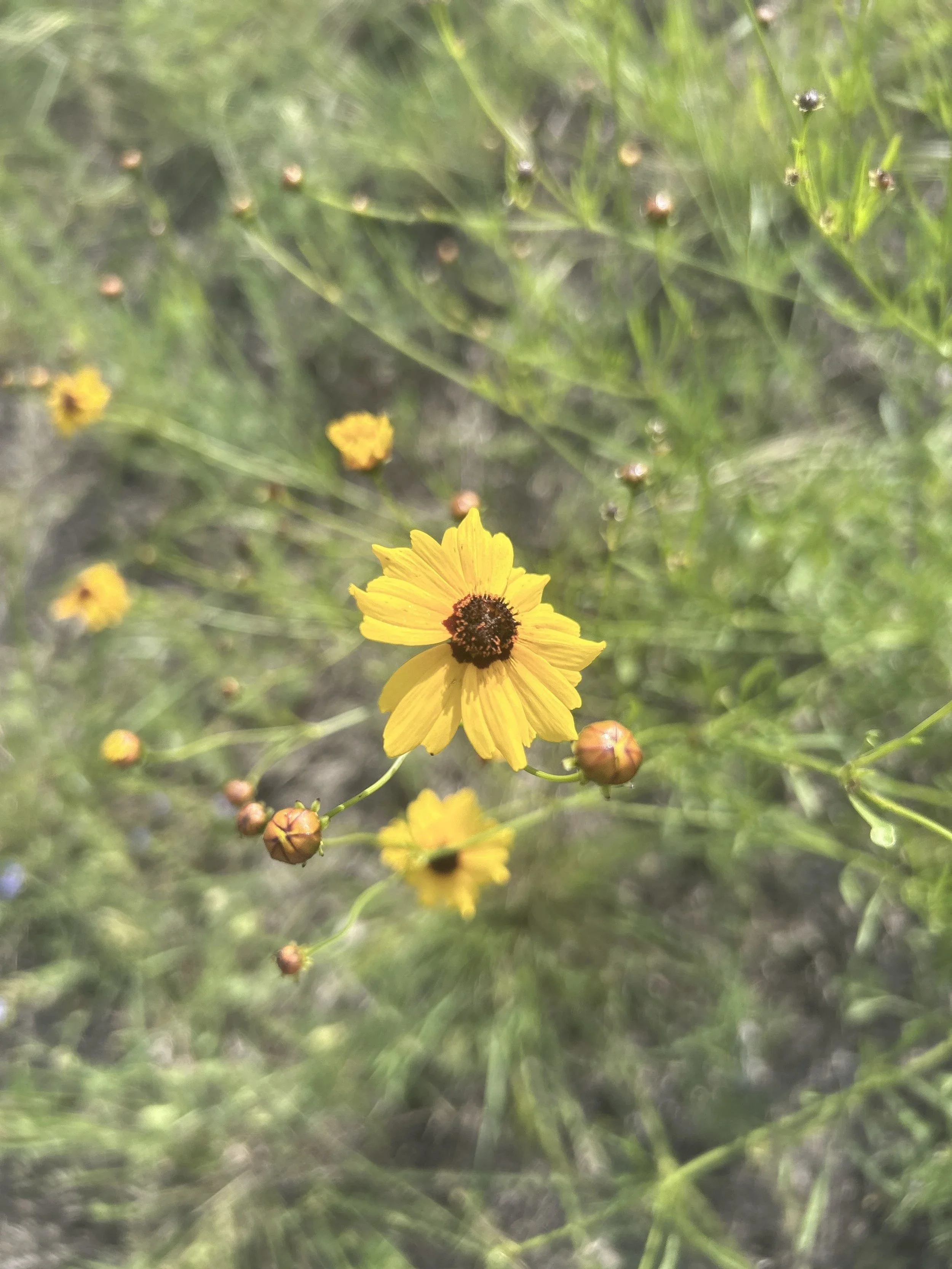 A close-up of a yellow flower with a dark center surrounded by green foliage and small buds.