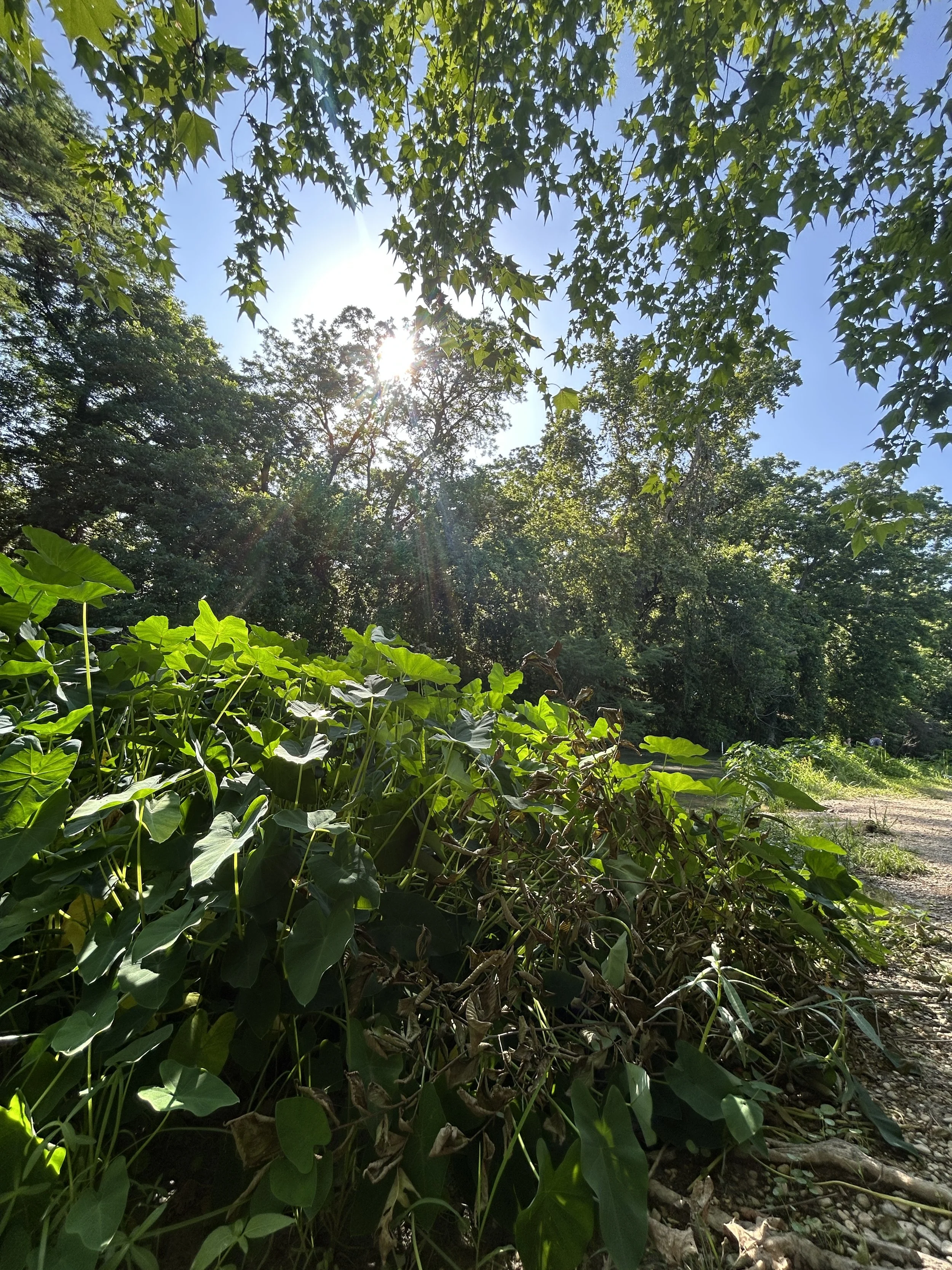 Forest scene with green leafy plants in the foreground, tall trees in the background, and sunlight shining through the canopy on a clear day.