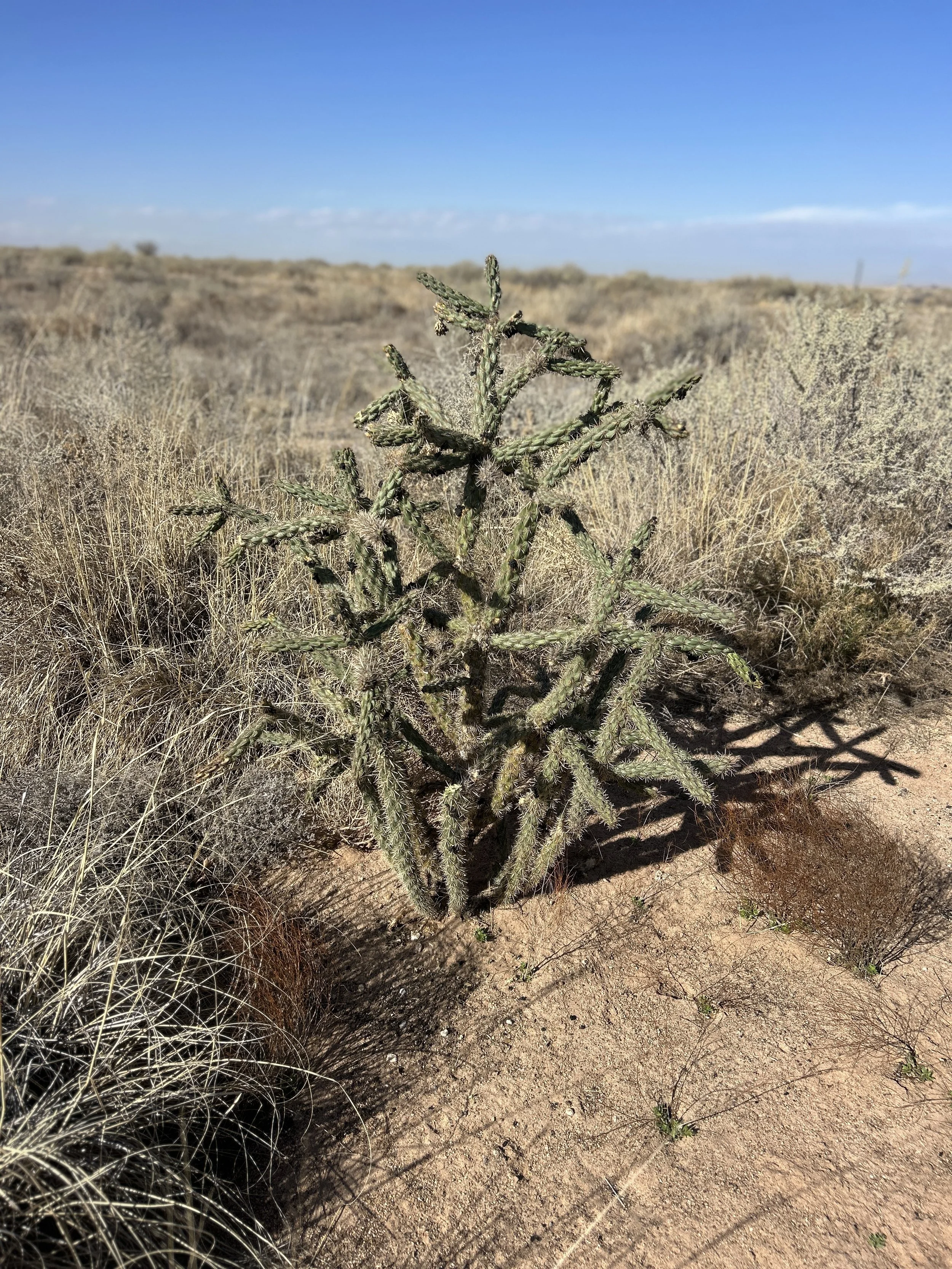 A desert landscape with dry grass, cacti, and sparse vegetation under a clear blue sky.