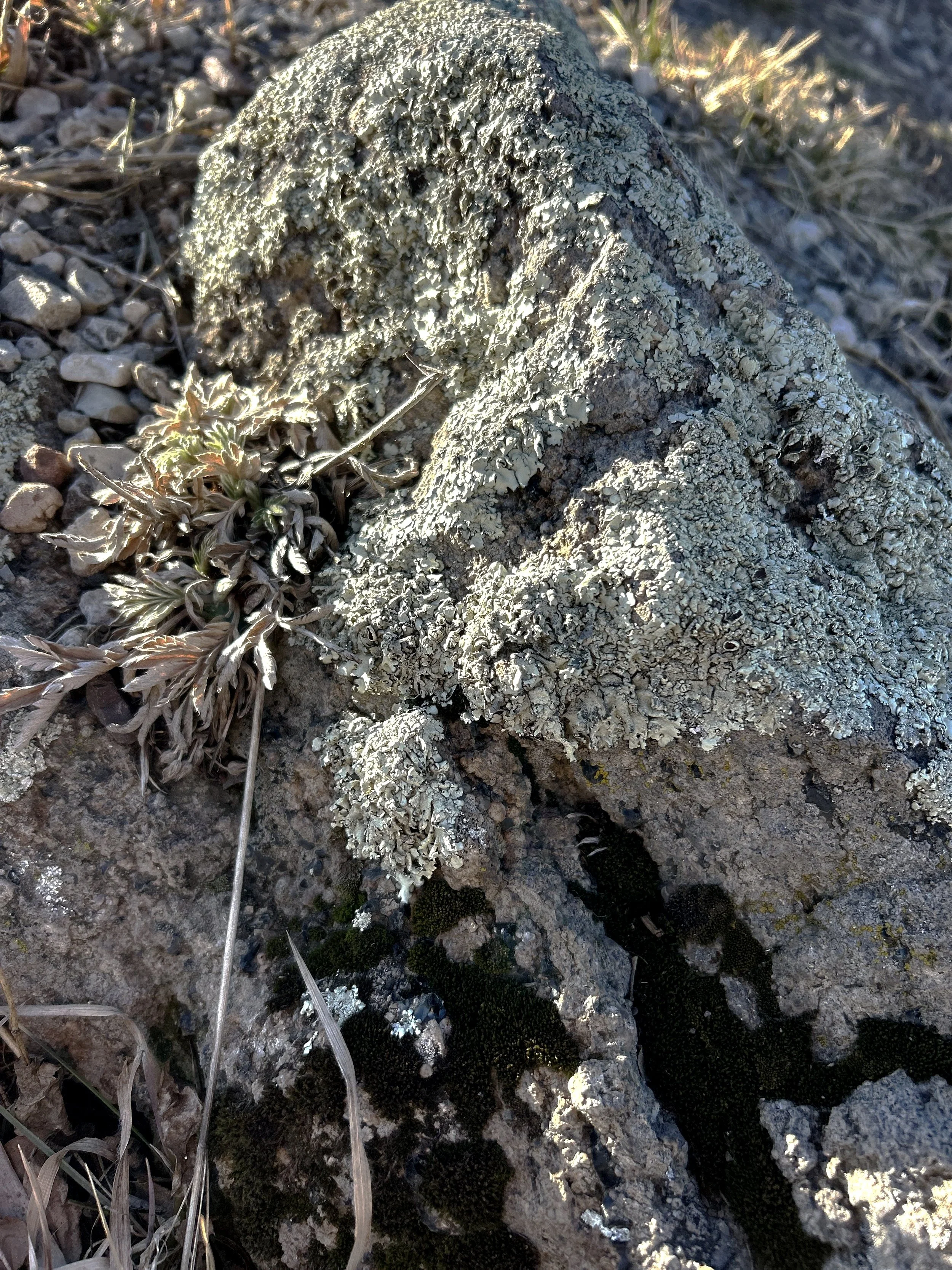 A close-up of lichen growing on rocks and dry grass on the ground.